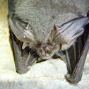 Bat