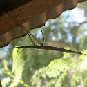 Titan stick insect