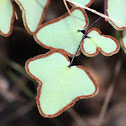 Arrowhead Fern, Hard Fern