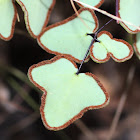 Arrowhead Fern, Hard Fern