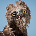 Martial Eagle