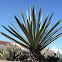 Agave sisalana. Sisal