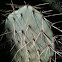 Prickly-pear Cactus
