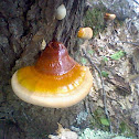 Red banded Polypore