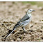 wagtail~