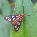Day-flying Moth