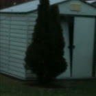 Cedar Shrub