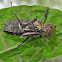 Dragonfly nymph