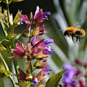 Hummel