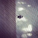 Common fly