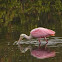 Roseate spoonbill