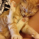 Common house cat