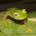 Glass frog