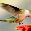 Ruby-throated hummingbird
