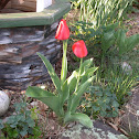tulip