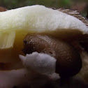 Bolete mushroom