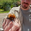 Elephant Beetle
