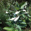 Milkweed