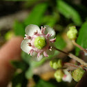 Pipsissewa, Prince's Pine or Ground Holly
