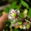 Pipsissewa, Prince's Pine or Ground Holly