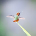 Allen's hummingbird
