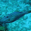 Scrawled Filefish