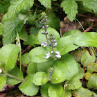 Common Speedwell