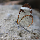 Glasswinged Butterfly