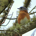 Eastern Bluebird