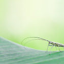 Long Horned Beetle - ID please