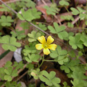 Creeping Wood Sorrel