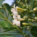 Pua kenikeni