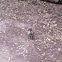 Ground Squirrel