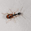 Long-necked ground beetle