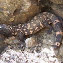 Gila Monster