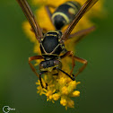 Northern Paper Wasp
