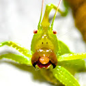long-tailed meadow katydid