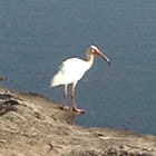 White ibis