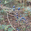Privet