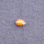 Lady Bug