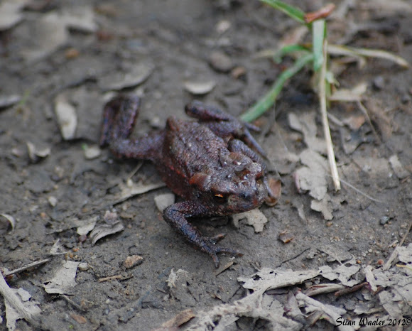 Spotting Image 1