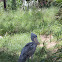 Shoebill Stork