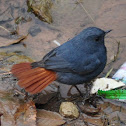 Plumbeous Water Redstart