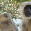 Grey Langurs