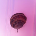 Brown Garden Snail