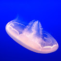 moon jellyfish