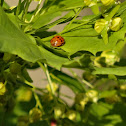 Ladybug