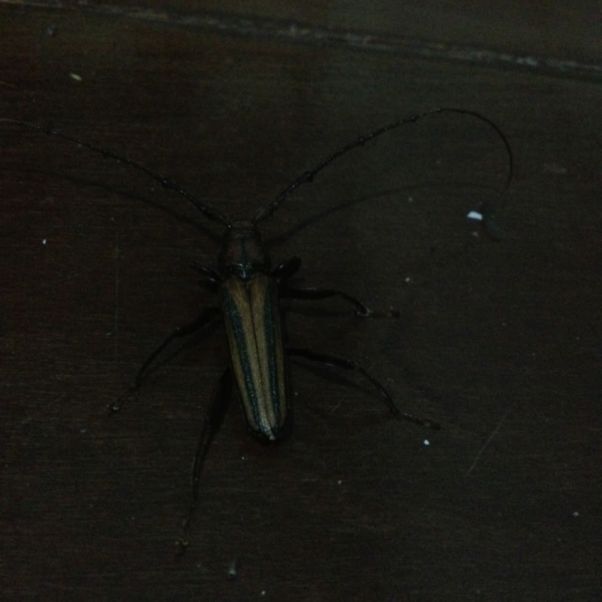 grub, ด้วง