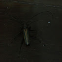 grub, ด้วง