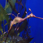 Sea dragon